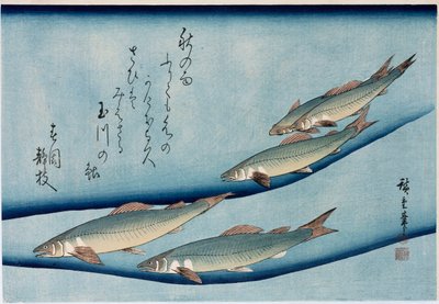 Trucha de río, de la serie "Colección de peces" de Ando or Utagawa Hiroshige