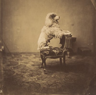 [El caniche de la emperatriz Eugenia], 1850s de Andre Adolphe Eugene Disderi