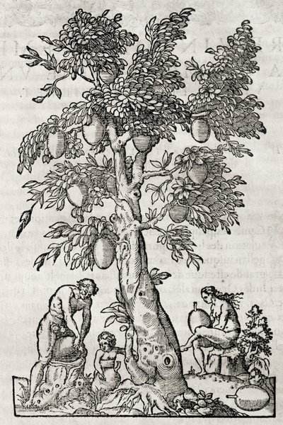 Árbol del pan, grabado por Andre Thevet, París, Francia de Andre Thevet