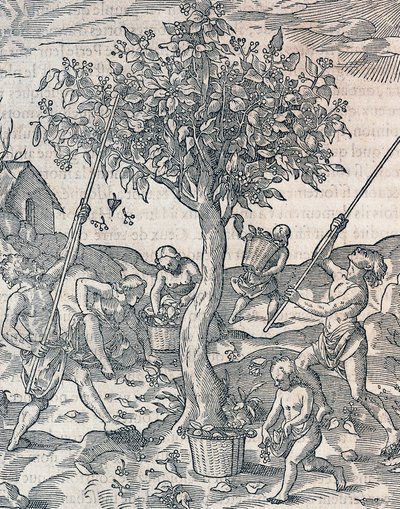 Cosecha de pimienta en la isla de Java, grabado de la Cosmología Universal por André Thevet (1504-1592), París de Andre Thevet
