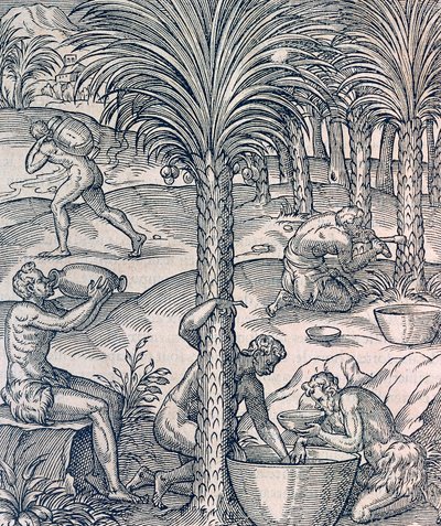 Habitantes de Cabo Verde haciendo bebidas de palmeras, grabado de Cosmología Universal, por Andre Thevet, París de Andre Thevet