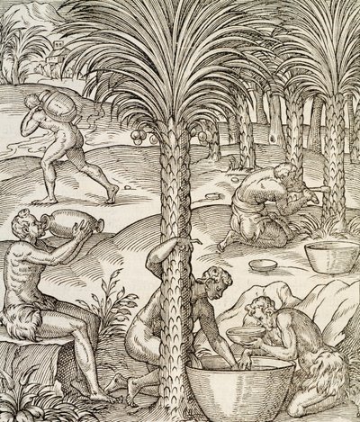 Habitantes de Cabo Verde haciendo bebidas de palmeras, grabado de Cosmología Universal, por Andre Thevet, París, África, 1575 de Andre Thevet