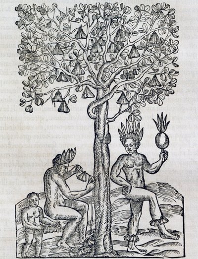 Nana fruit, planta medicinal tropical, grabado de Cosmología Universal, por André Thevet (1504-1592), París de Andre Thevet