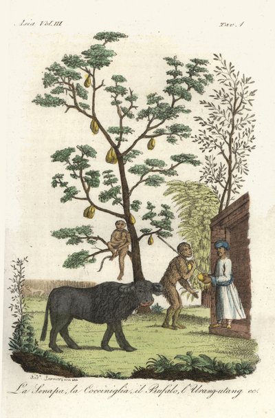 Planta de mostaza con escarabajos cochinilla, árbol del jackfruit, búfalo de agua y orangután. Cobre coloreado dibujado y grabado por Andrea Bernieri según François Solvyns de la obra de Giulio Ferrario Trajes antiguos y modernos de todos los pueblos del m de Andrea Bernieri