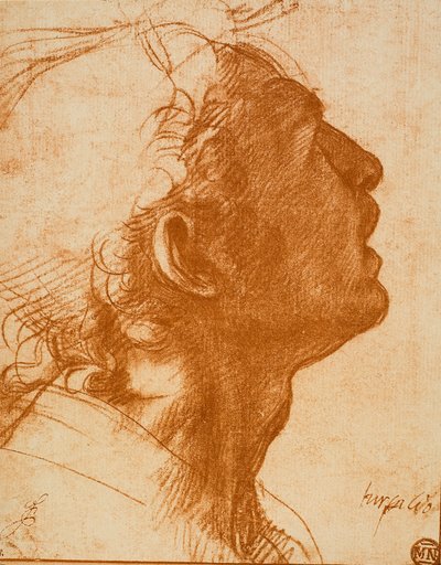 Cabeza masculina de Andrea del Sarto
