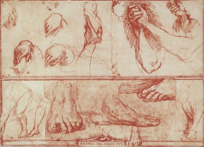 Estudio de manos y pies para la Última Cena de San Salvi de Andrea del Sarto