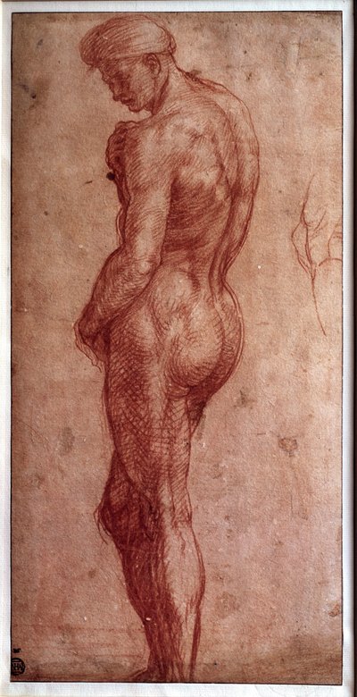 Estudio de desnudo masculino (dibujo a la sanguina de Andrea del Sarto) de Andrea del Sarto