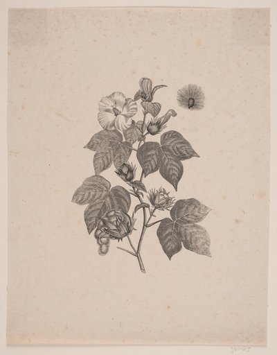 Planta de algodón de Andreas Flinch