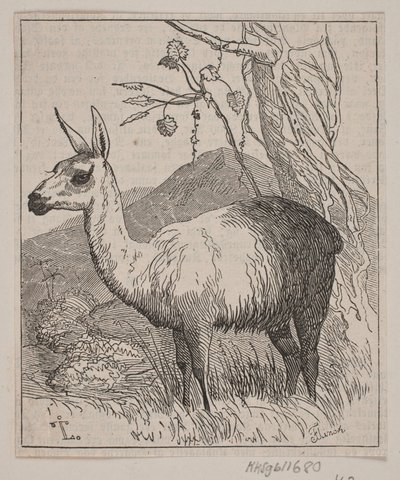 Una llama de Andreas Flinch
