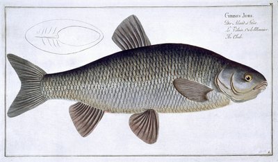 Chub (Cyprinus Jeses) lámina VI de 