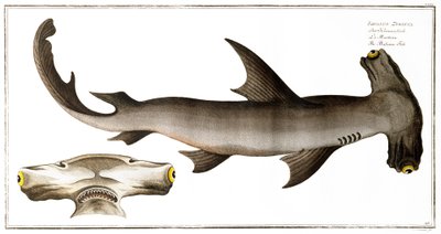 Tiburón Martillo (Pez Balance), publicado por Black, c.1790 de Andreas Ludwig Kruger