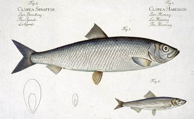 Arenque (Clupea Harengus) (Fig. 1) y Espadín (Clupea Sprattus) lámina XXIX de 