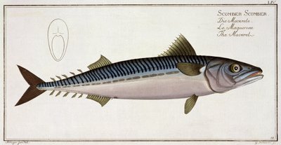 Caballa (Scomber Scomber) lámina LIV de 