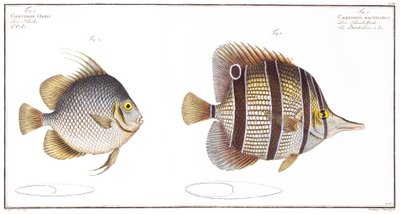 Pez Globo y Pez Pico, publicado por Black, c.1790 de Andreas Ludwig Kruger