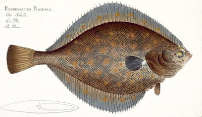 Platija (Pleuronectes Platessa) lámina XLII de 