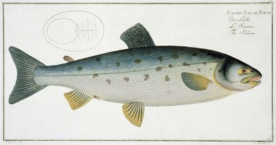 Salmón (Salmo Salar) placa XX de 