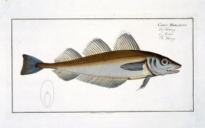 Bacalao (Gadus Merlangus) lámina LXV de 