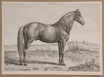 Rolf. Un caballo en el campo de Andreas Peter Madsen