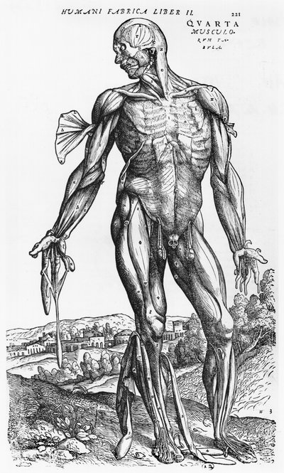 Estudio anatómico, ilustración de 