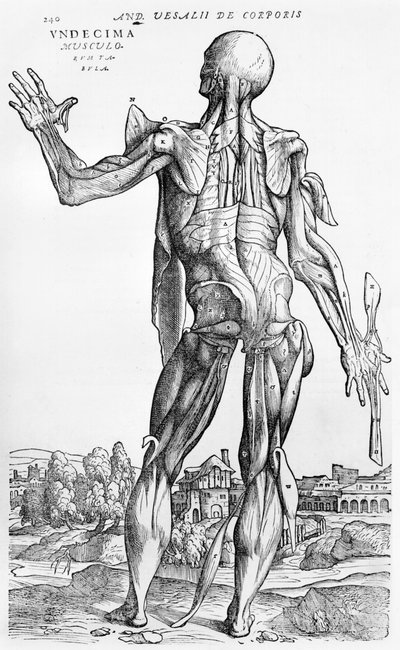 Estudio anatómico, ilustración de 