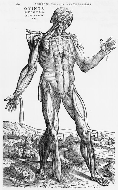 Estudio Anatómico, ilustración de 