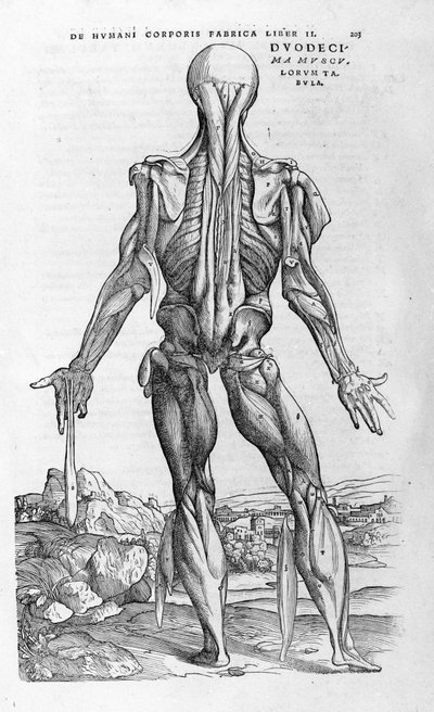 Andrea Vesalio (1514 - 1564), médico de Carlos V. “Humani corporis fabrica libri septem”, Basilea 1543. de Andreas Vesalius