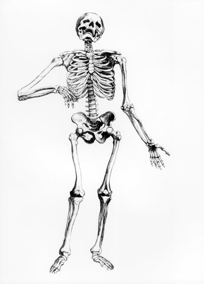 Esqueleto Humano de Andreas Vesalius