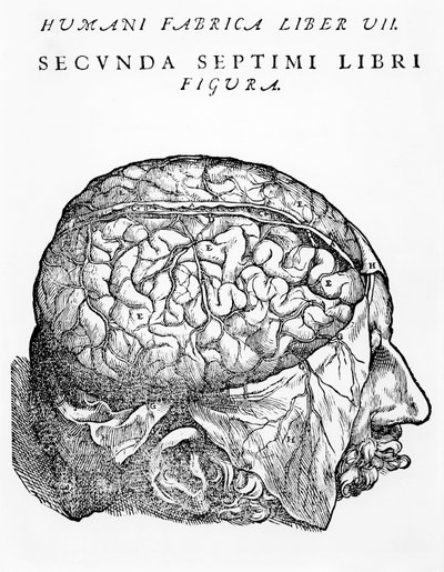 El cerebro, ilustración de 