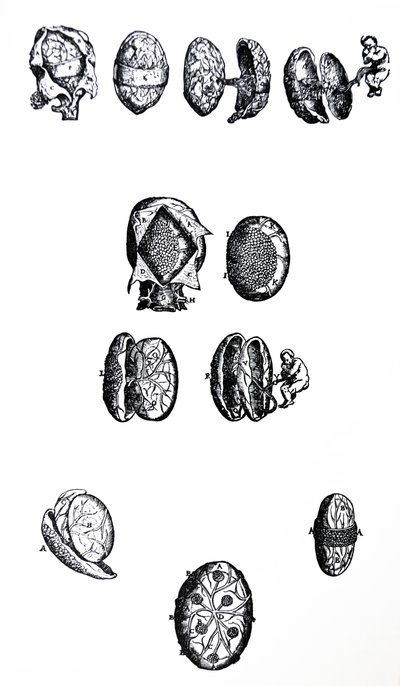 Las Láminas del Quinto Libro de De Humani Corporis Fabrica de Andreas Vesalius