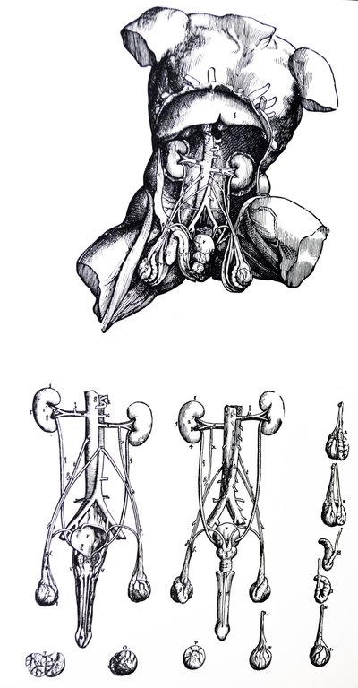 Las placas del quinto libro de De Humani Corporis Fabrica de Andreas Vesalius
