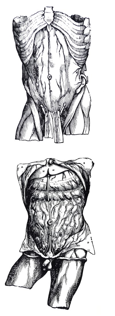 Las láminas del quinto libro de De Humani Corporis Fabrica de Andreas Vesalius