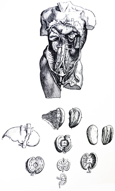 Las placas del quinto libro de De Humani Corporis Fabrica de Andreas Vesalius