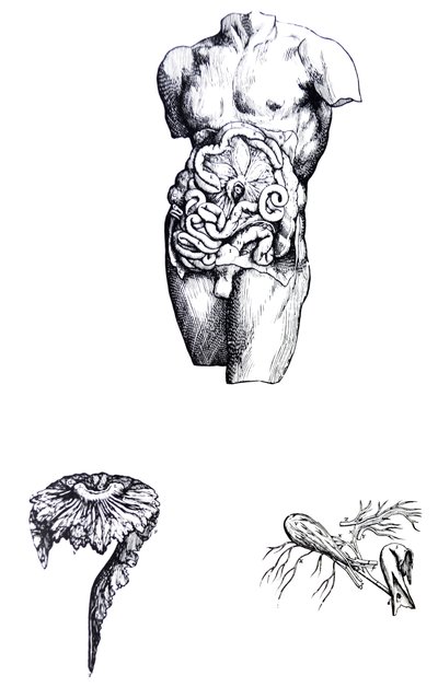 Las Placas del Quinto Libro de De Humani Corporis Fabrica de Andreas Vesalius