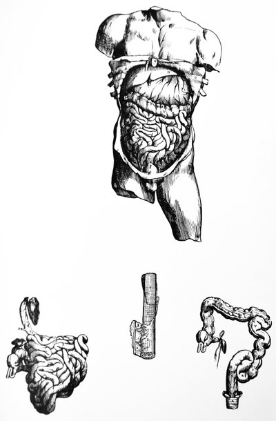 Las láminas del quinto libro de De Humani Corporis Fabrica de Andreas Vesalius