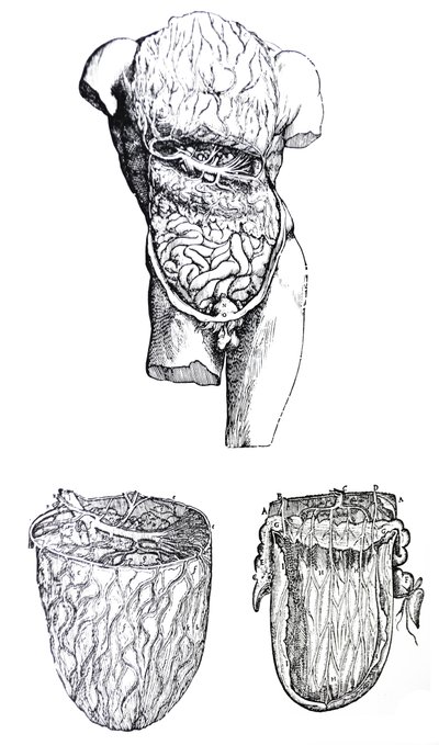 Las placas del quinto libro de De Humani Corporis Fabrica de Andreas Vesalius