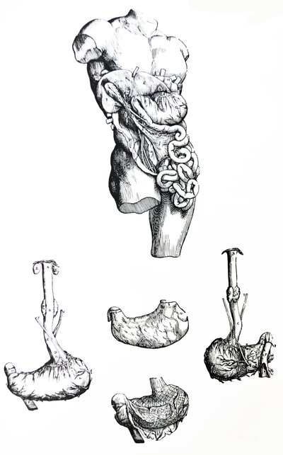 Las Placas del Quinto Libro de De Humani Corporis Fabrica de Andreas Vesalius