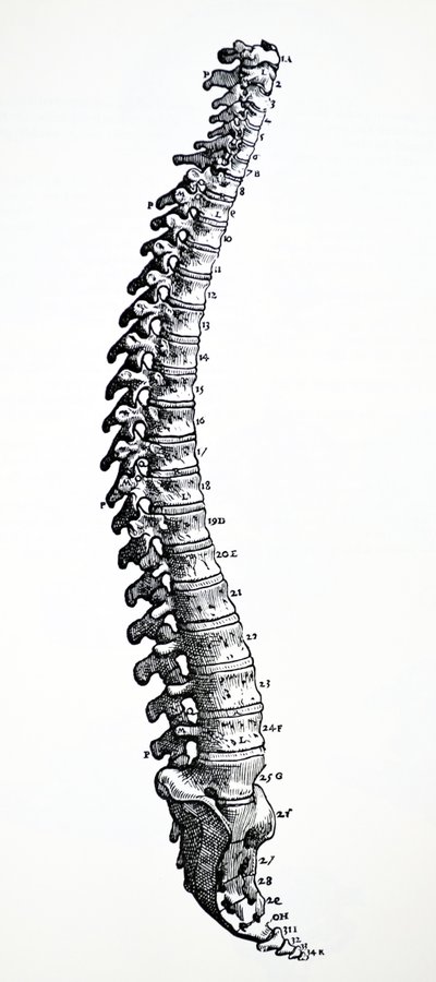 Las láminas del primer libro de De Humani Corporis Fabrica de Andreas Vesalius