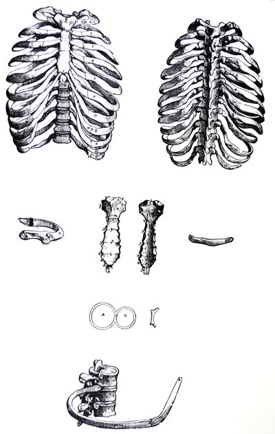 Las placas del primer libro de De Humani Corporis Fabrica de Andreas Vesalius