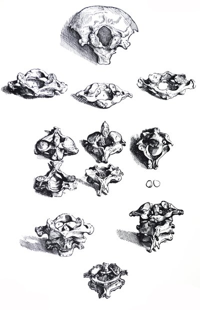 Las láminas del primer libro de De Humani Corporis Fabrica de Andreas Vesalius