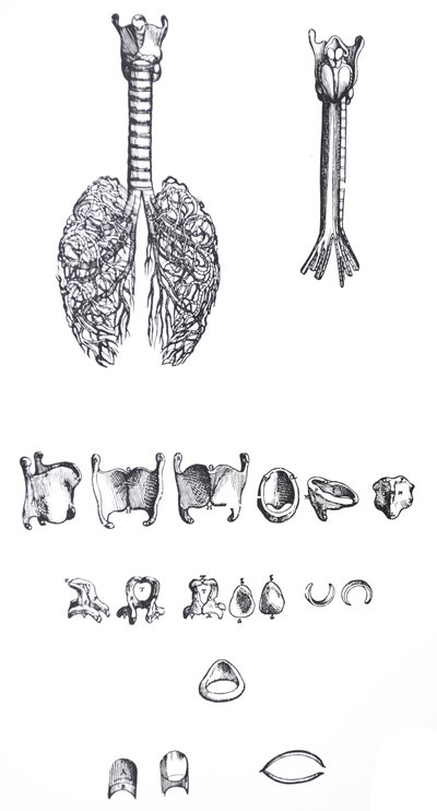 Las Placas del Primer Libro de De Humani Corporis Fabrica de Andreas Vesalius