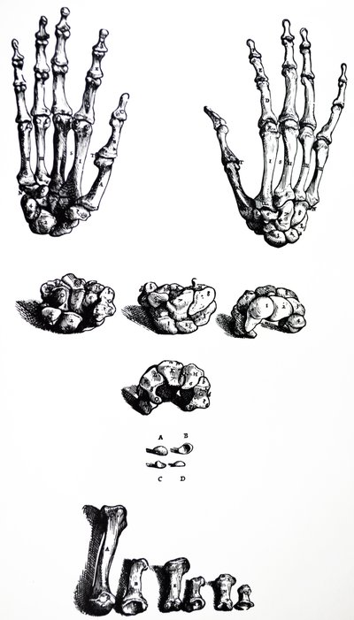 Las láminas del primer libro de De Humani Corporis Fabrica de Andreas Vesalius