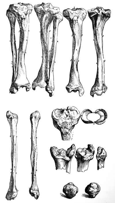 Las Placas del Primer Libro de De Humani Corporis Fabrica de Andreas Vesalius