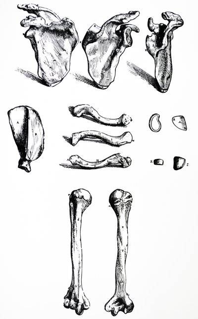 Las láminas del primer libro de De Humani Corporis Fabrica de Andreas Vesalius