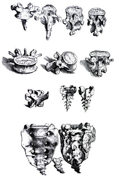 Las láminas del primer libro de De Humani Corporis Fabrica de Andreas Vesalius