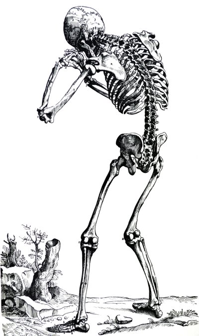 Las Láminas del Primer Libro de De Humani Corporis Fabrica de Andreas Vesalius