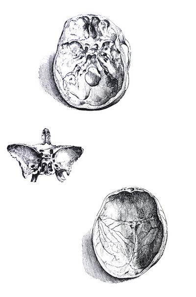 Las Placas del Primer Libro de De Humani Corporis Fabrica de Andreas Vesalius