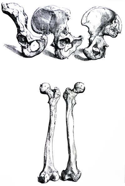Las láminas del primer libro de De Humani Corporis Fabrica de Andreas Vesalius