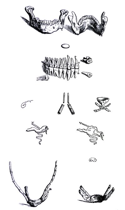 Las placas del primer libro de De Humani Corporis Fabrica de Andreas Vesalius