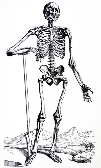 Las láminas del primer libro de De Humani Corporis Fabrica de Andreas Vesalius