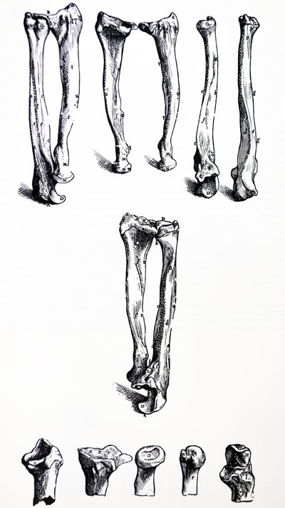 Las Placas del Primer Libro de De Humani Corporis Fabrica de Andreas Vesalius